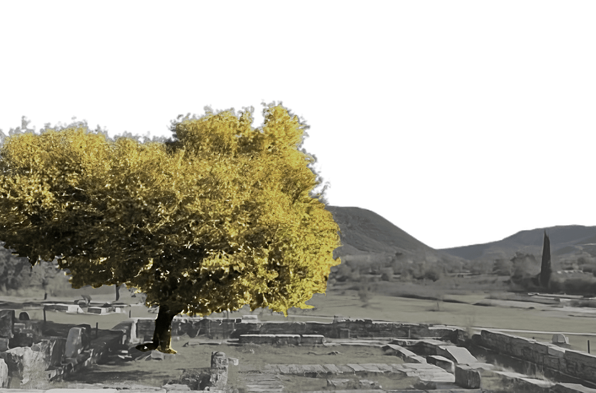 About Dodona